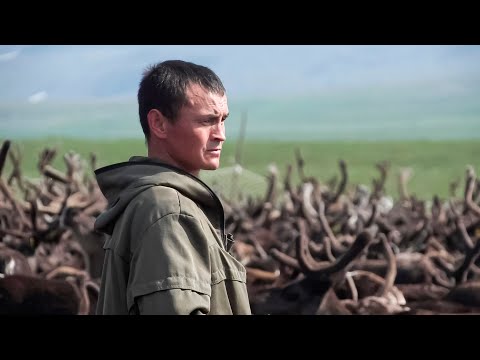 Видео: Ханты Полярного Урала | Северный колорит 16.08.2022