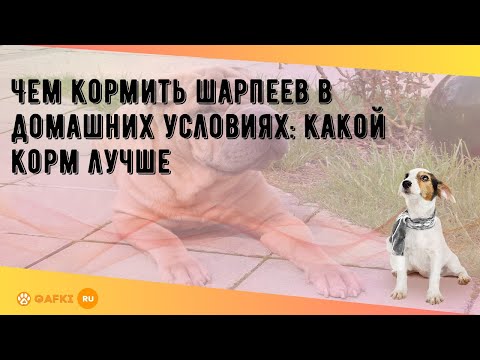 Видео: Чем кормить шарпеев в домашних условиях: какой корм лучше