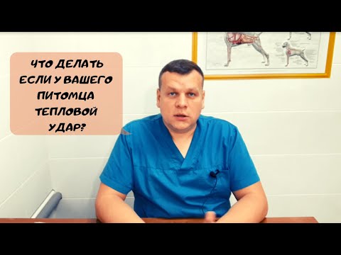 Видео: ЧТО ДЕЛАТЬ ЕСЛИ У ВАШЕГО ПИТОМЦА ТЕПЛОВОЙ УДАР?