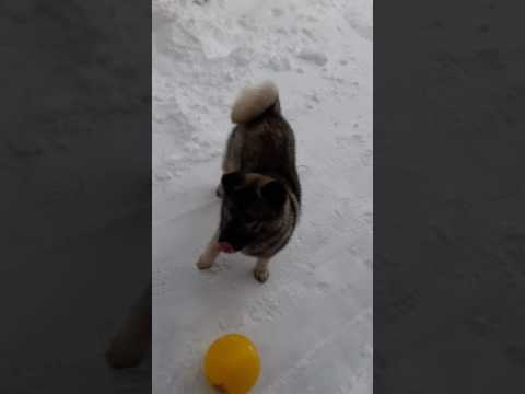 Видео: Норвежская лосинная собака "Norwegian Elkhound Grey"