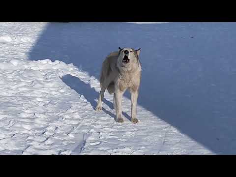 Видео: Айон. Зима 2022.