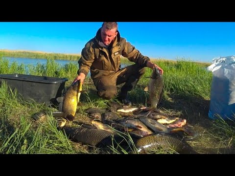 Видео: Рыбалка в САЗАНЬЕМ РАЮ! 30 кг САЗАНА ЗА НОЧЬ! БЕШЕНЫЙ КЛЁВ ДИКОГО САЗАНА! МИКАТСУ, АНДРОМЕДА