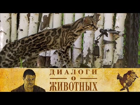 Видео: Новосибирский зоопарк. Серия 2 // Диалоги о животных @SMOTRIM_KULTURA