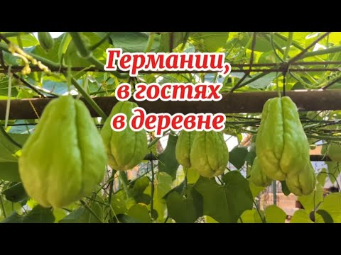 Видео: Германии / У дяди в деревне / огород