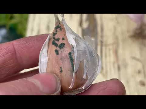 Видео: Триходерма на чесноке