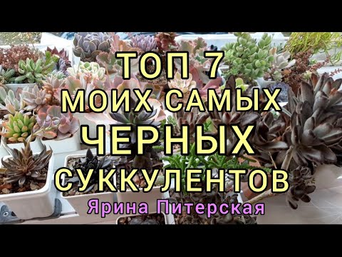 Видео: Топ 7 моих самых черных суккулентов