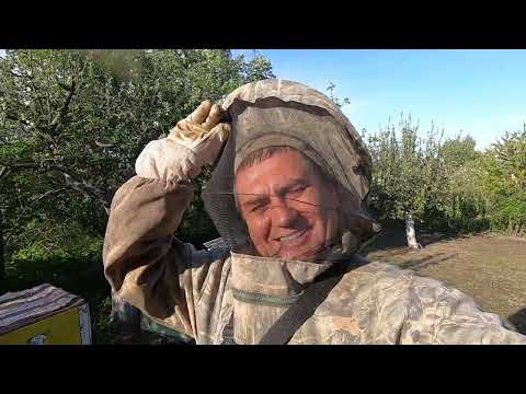 Видео: Самый простой отводок пчёл в мае! Часть #1