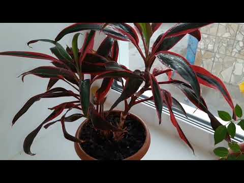 Видео: Кордилина. Что нужно знать об уходе за цветком.