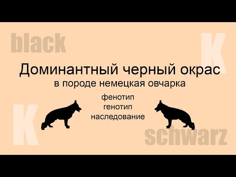 Видео: Доминантный черный окрас в породе немецкая овчарка (часть 2. Генетотип, фенотип и наследование)