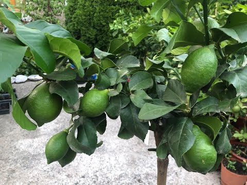 Видео: 🍋🍋Пересадка нового лимона с плодами с полной заменой грунта. Состав моего грунта🍋🍋