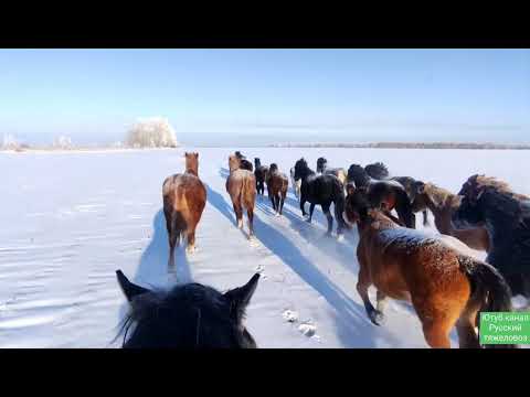 Видео: Жеребец Шалфей-2 привёл косяк в деревню. В табуне чужие лошади. Морозный декабрь.