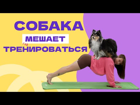 Видео: НАУЧИТЬ СОБАКУ НЕ ЛЕЗТЬ