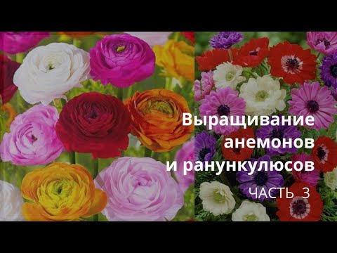 Видео: Выращивание анемонов и ранункулюсов. Часть 3.  Пересадка. Проблемы в выращивании