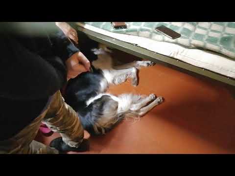 Видео: Испытания. Накануне, объяснение правил в охотничьем домике. Русские борзые на заднем плане