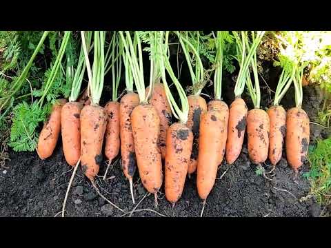 Видео: Лас Сайнтес / Las Saintes - Морковь, Seminis