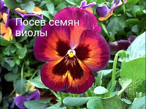 Видео: 🌸🌱Посев виолы на рассаду. 100% результат!