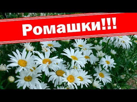 Видео: Ромашки из семян! Выращиваем ромашку Каролицу и Крейзи дейзи