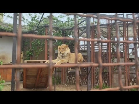 Видео: МИНСКИЕ КАНИКУЛЫ (продолжение)