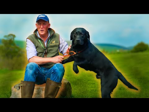 Видео: Что такое лабрадор на самом деле? История, разведение и характеристики
