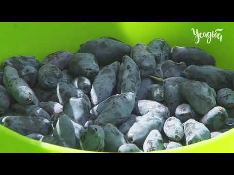 Видео: ЖИМОЛОСТЬ - ПРАВИЛА ОГОРОДНИКА