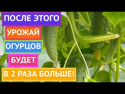 Видео: ВСЕ ОБ ОГУРЦАХ: КОРМИМ, ЗАЩИЩАЕМ И ФОРМИРУЕМ!