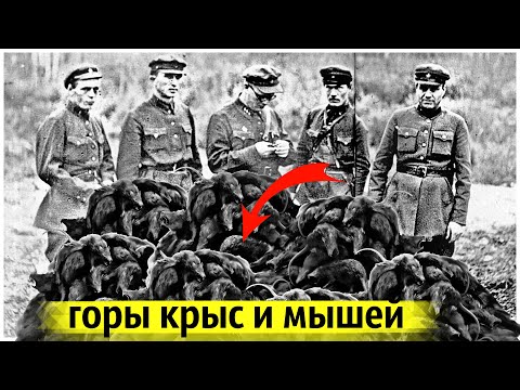 Видео: Великое Нашествие Мышей и Крыс | Самая Крупная Гуманитарная Катастрофа