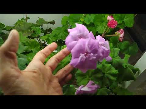 Видео: 24.11.2024 пеларгонии на стеллаже в квартире