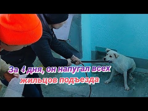 Видео: «Агрессивная» собака 4 дня сидела в подъезде. Что с ней случилось? Верновцы - помощь животным.