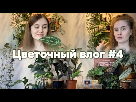 Видео: Новое растение, покупки для растений, перестановка на полках🪴