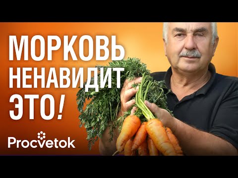 Видео: 5 НЕЛЬЗЯ ПРИ ВЫРАЩИВАНИИ МОРКОВИ! Вот почему морковь растёт кривой, мелкой и червивой