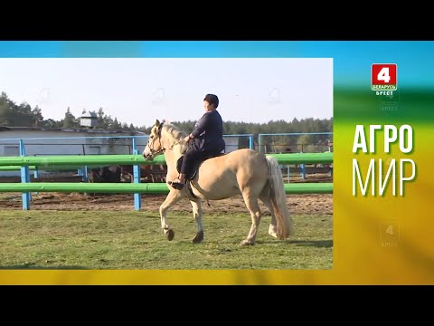 Видео: Кто спасает исчезающую популяцию лошадей - Агро Мир (ТВ)