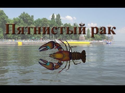 Видео: Русская Рыбалка 3.99 Пятнистый рак