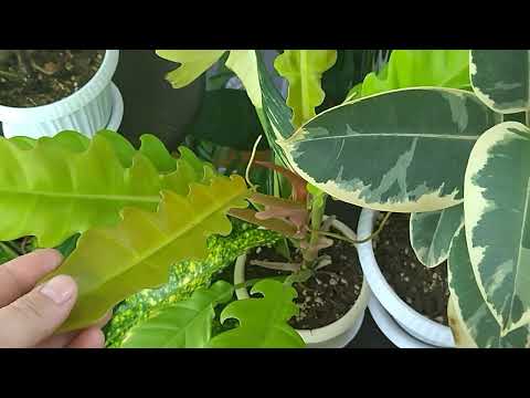 Видео: Мои комнатные растения . Обзор полок .