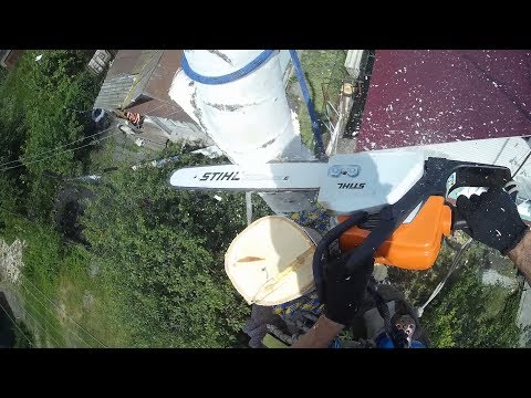 Видео: Спил берёзы частями. Как я обхожусь без Гафф. Опускание спиленных частей на землю верёвками