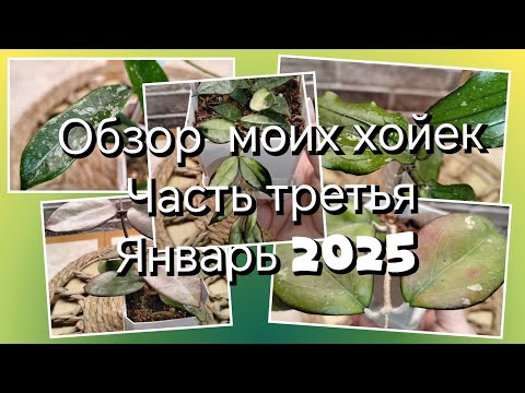 Видео: ОБЗОР КОЛЛЕКЦИИ МОИХ ХОЙЕК | ЧАСТЬ 3 | ЯНВАРЬ 2025