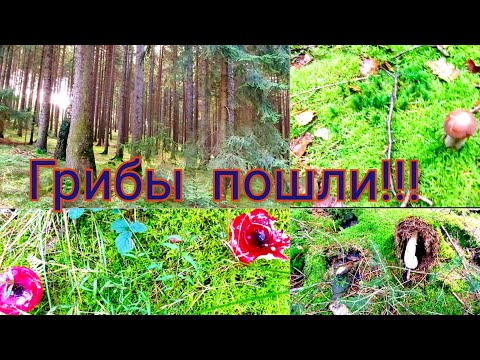 Видео: Воскресенье...В лес  за грибами!!!Самые вкусные  грибы -Рыжики,белый гриб....
