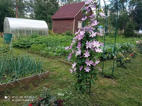 Видео: Обзор огорода на конец июля 2022 г. Новая клумба. Зацветает Калибрахоа, пошли огурцы.