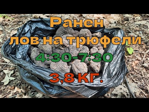 Видео: Ранен лов на трюфели 4:30-7:30