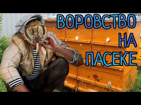 Видео: ВОРОВСТВО НА ПАСЕКЕ И КАК БОРОТЬСЯ С НИМ. реальные советы.