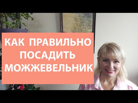 Видео: Как сажать можжевельник блю эрроу скальный