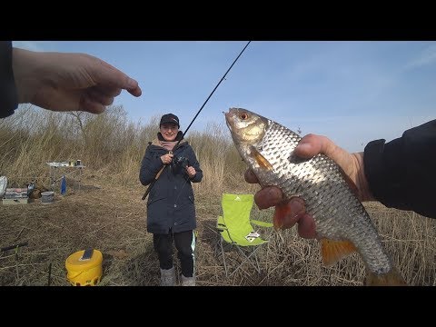 Видео: Рыбалка в мае на фидер. КРУПНАЯ плотва на кукурузу.