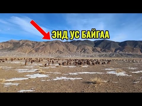 Видео: Хамт хонь услах уу #2 