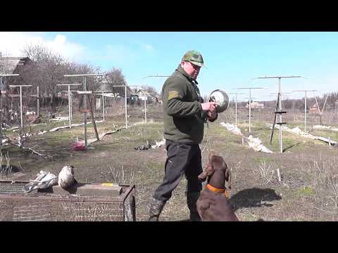 Видео: Курцхаар. Супер Дрессировка.КОМАНДА АПОРТ.СОБАКА НОСИТ ТАРЕЛКУ.