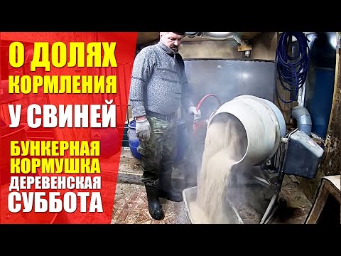 Видео: ГЛУБОКАЯ ПОДСТИЛКА, БУНКЕРНАЯ КОРМУШКА, О ДОЛЯХ КОРМЛЕНИЯ У СВИНЕЙ. ДЕРЕВЕНСКАЯ СУББОТА СВИНОВОДОВ.