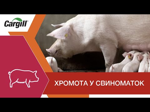 Видео: Хромота у свиноматок