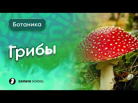 Видео: Тема №11: Грибы