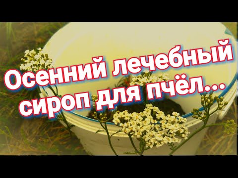 Видео: Лечебный сироп для пчёл. Пропорции приготовления сиропа осенью. Аптека для пчёл.