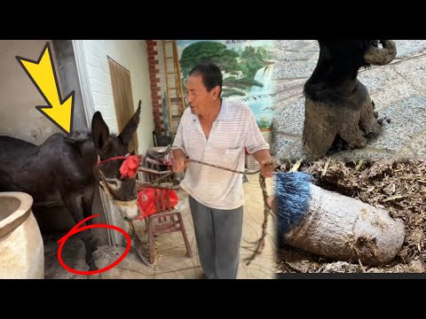 Видео: Копыто или лапа осла? 70-летний мужчина полжизни работает охранником!