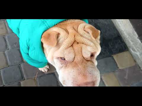 Видео: ЖАДНА ХАПУГА- ГРОШІ ЦІЛІ..