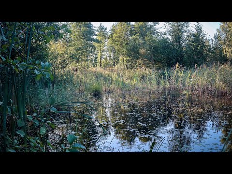 Видео: Такі Хащі,що Ходити Страшно-Ловля ротана на мормишку в БОЛОТІ